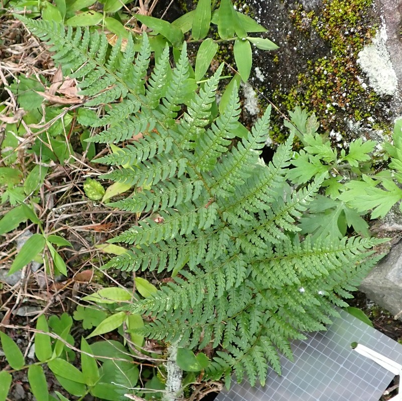 Dryopteris saxifraga photo 5