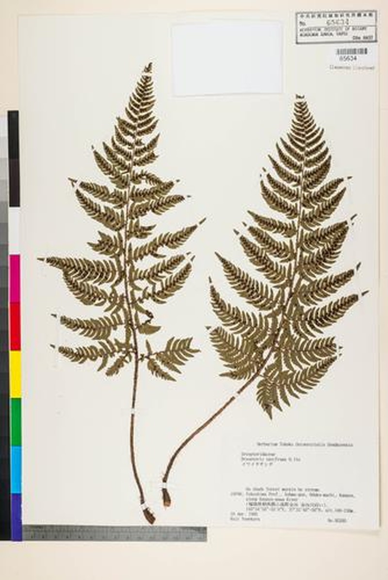 Dryopteris saxifraga photo 6
