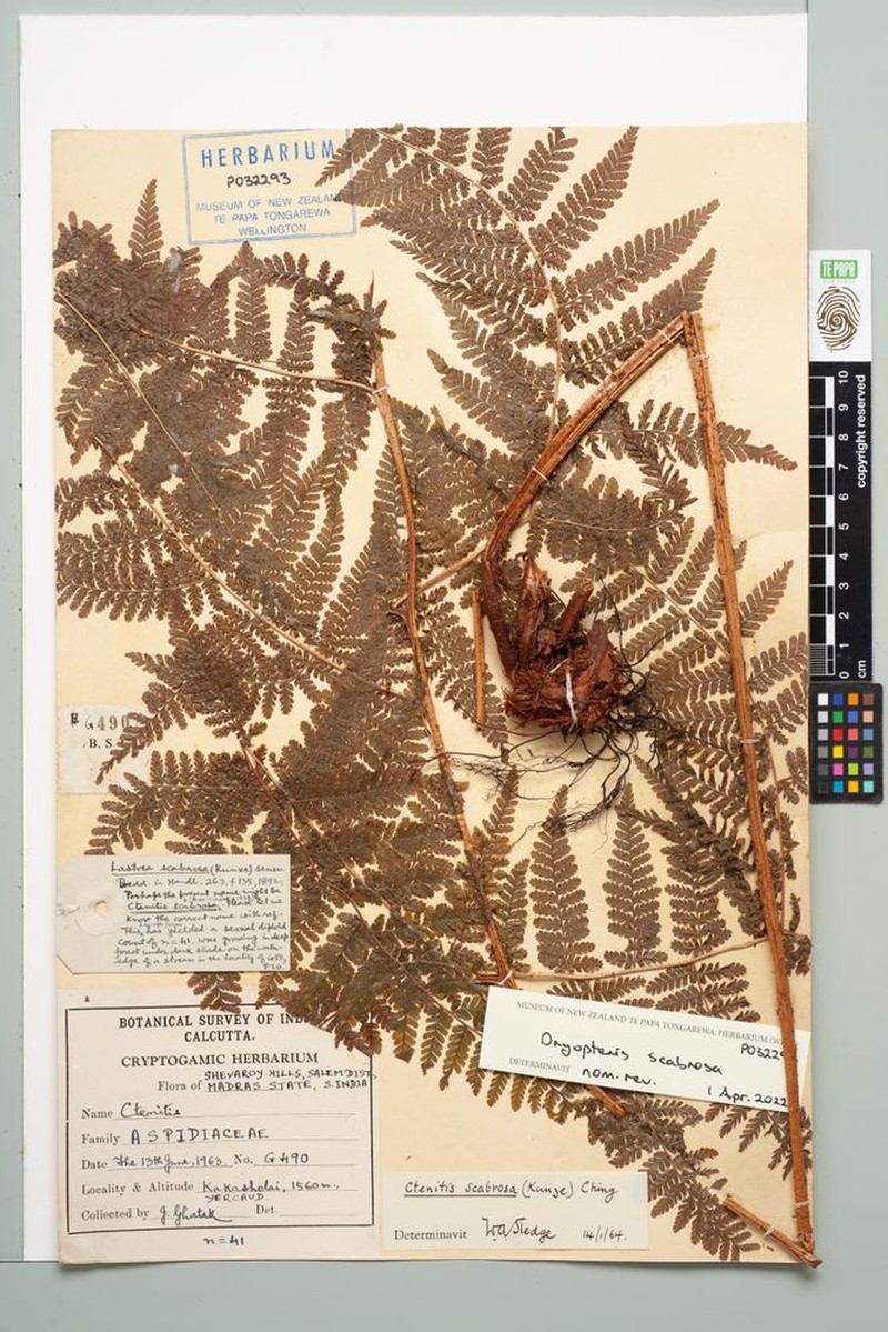 Dryopteris scabrosa