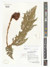 Dryopteris schimperiana