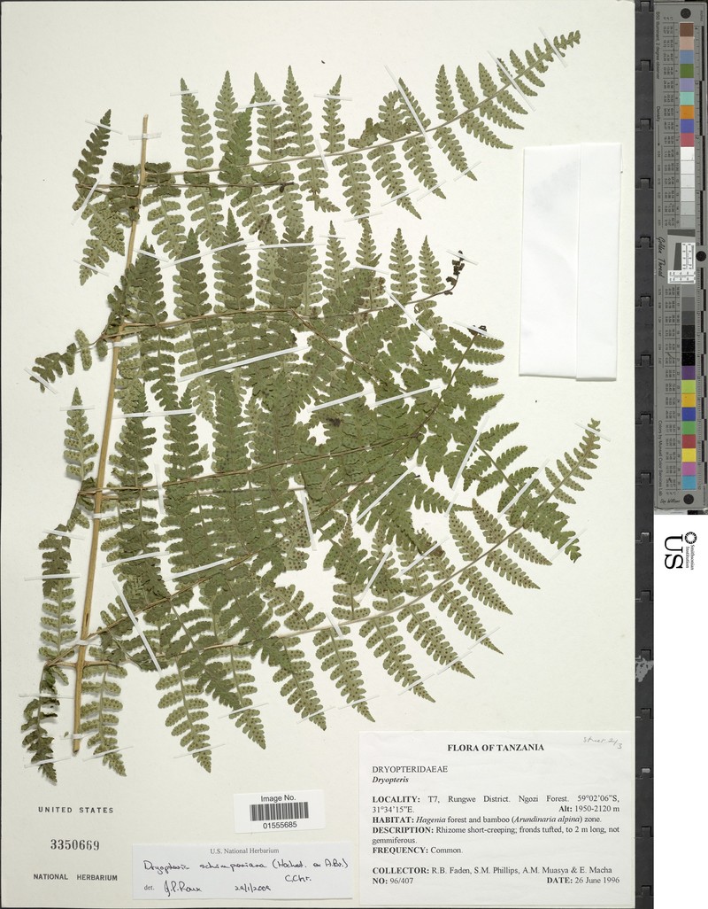 Dryopteris schimperiana photo 2