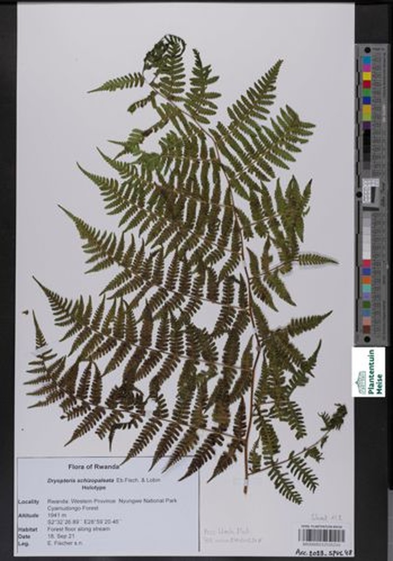 Dryopteris schizopaleata