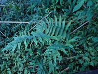 Dryopteris scottii