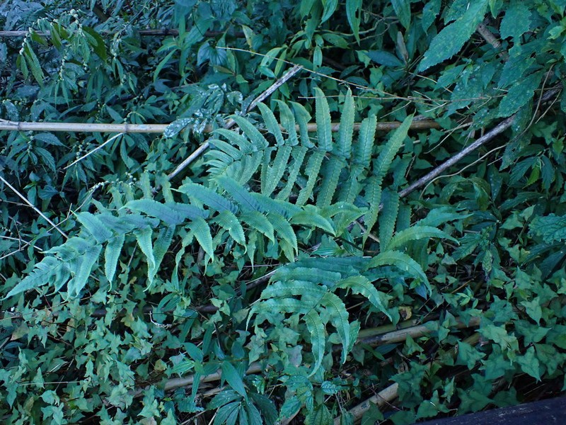 Dryopteris scottii