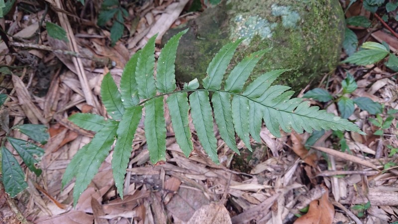 Dryopteris scottii photo 2