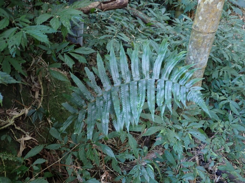 Dryopteris scottii photo 3