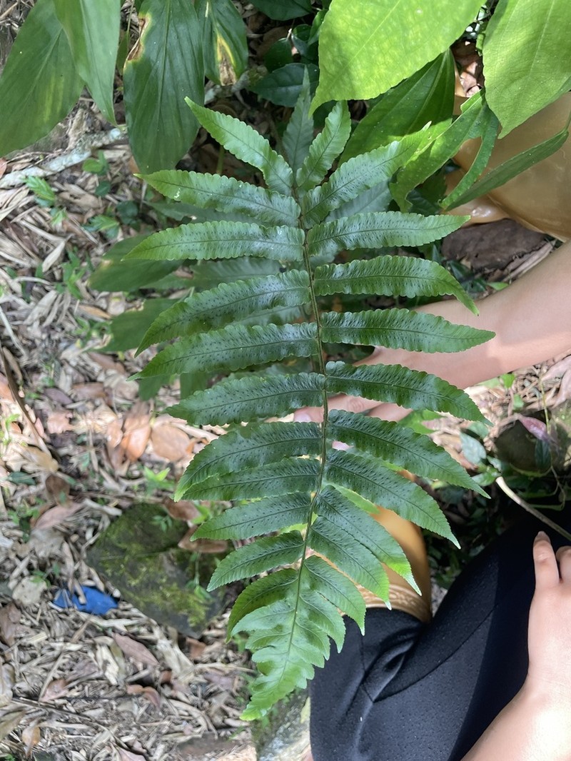 Dryopteris scottii photo 4