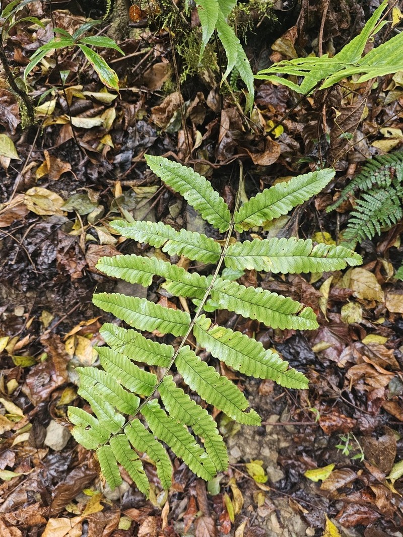 Dryopteris scottii photo 5
