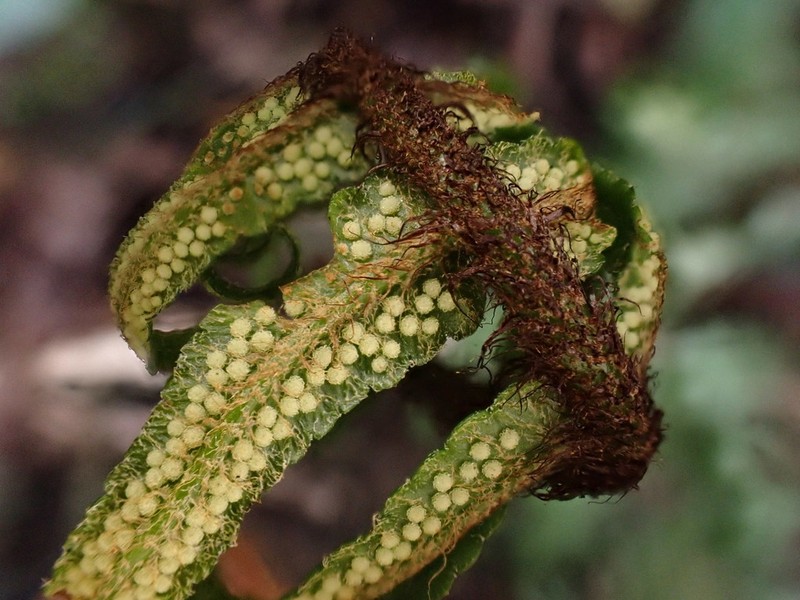 Dryopteris scottii photo 6