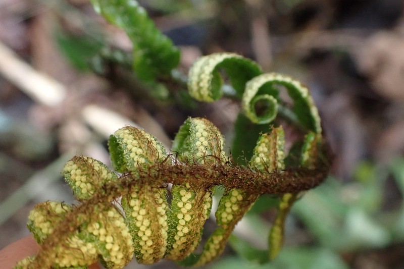 Dryopteris scottii photo 7