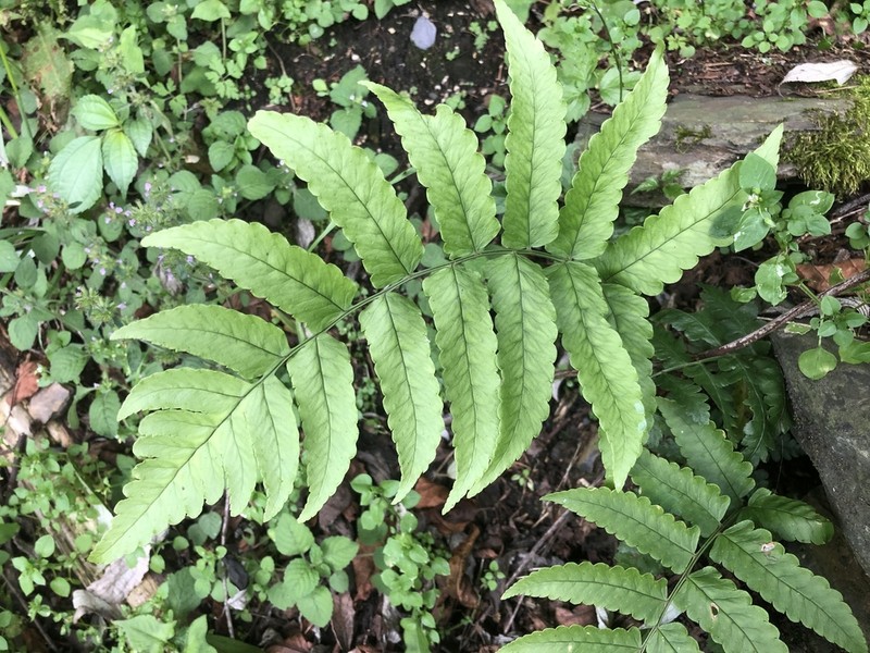 Dryopteris scottii photo 8