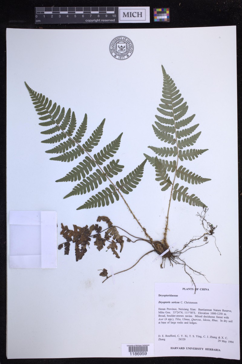 Dryopteris sericea