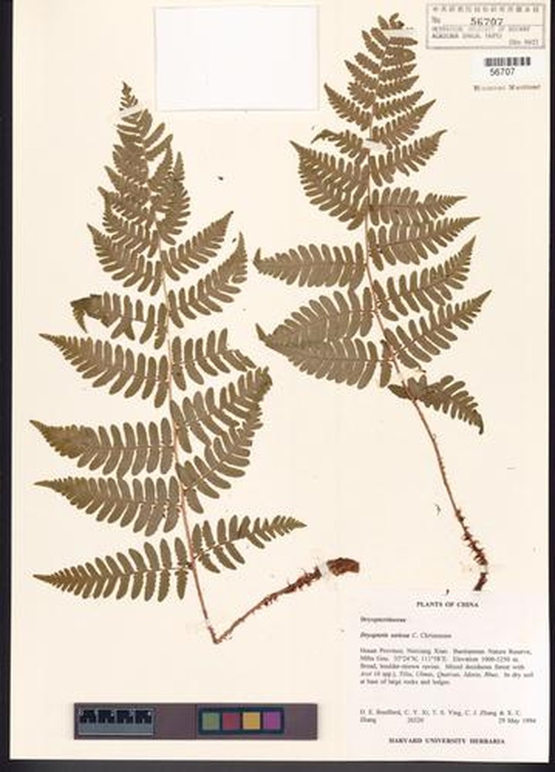 Dryopteris sericea photo 2