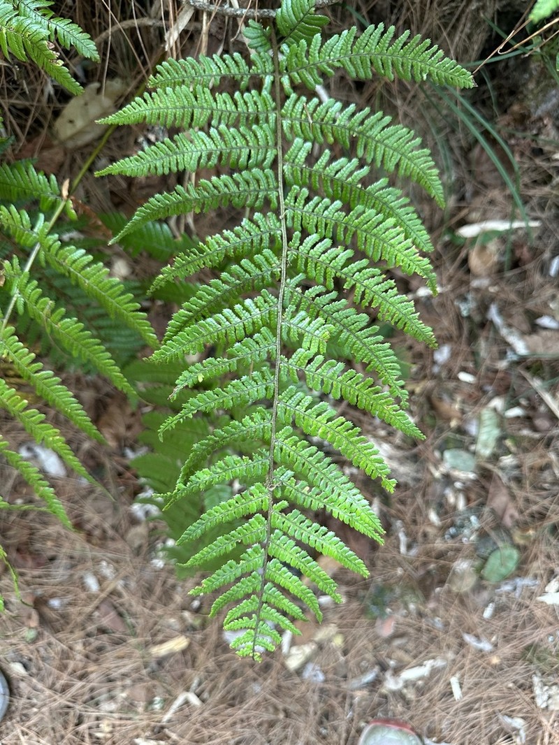 Dryopteris serratodentata