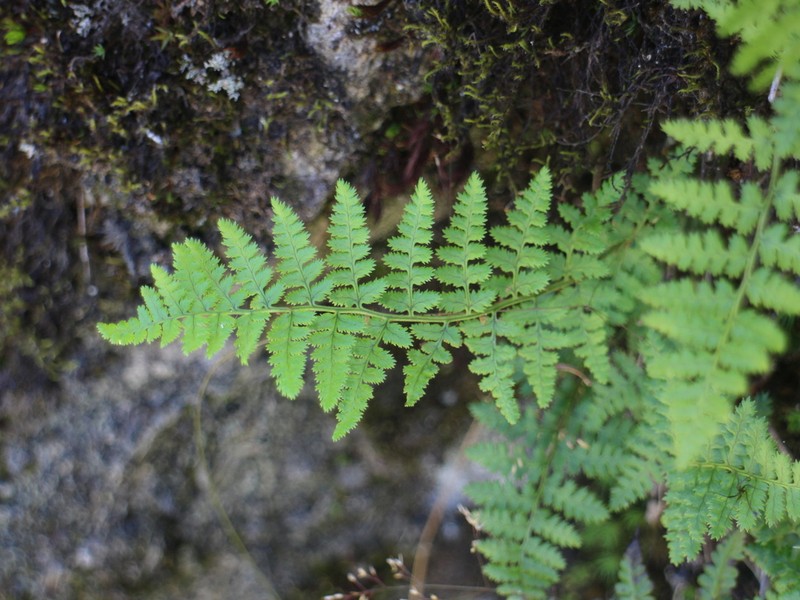 Dryopteris serratodentata photo 2