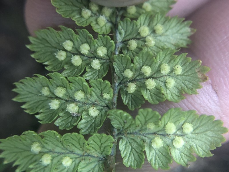 Dryopteris serratodentata photo 3