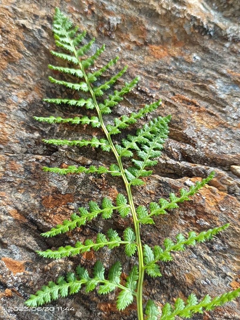 Dryopteris serratodentata photo 4