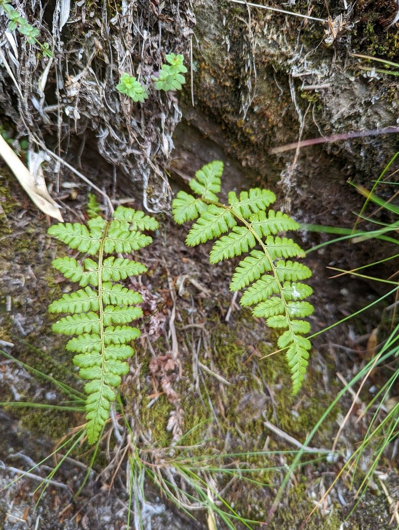 Dryopteris serratodentata photo 5