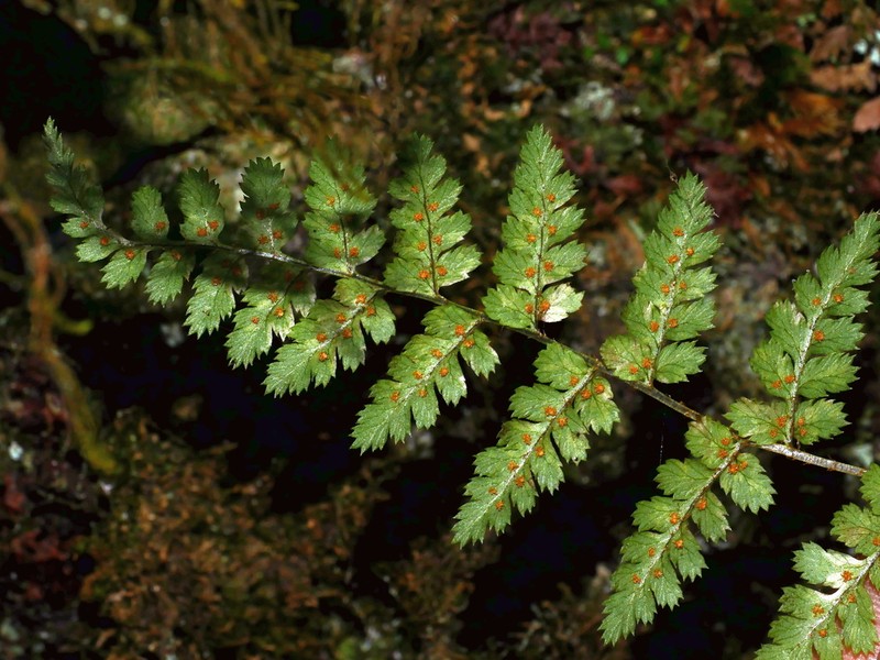 Dryopteris serratodentata photo 6