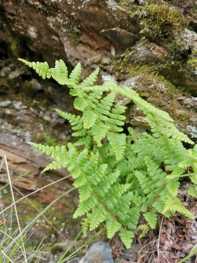 Dryopteris serratodentata photo 7