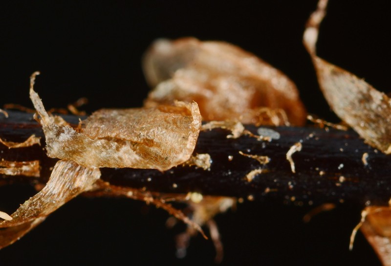 Dryopteris serratodentata photo 8