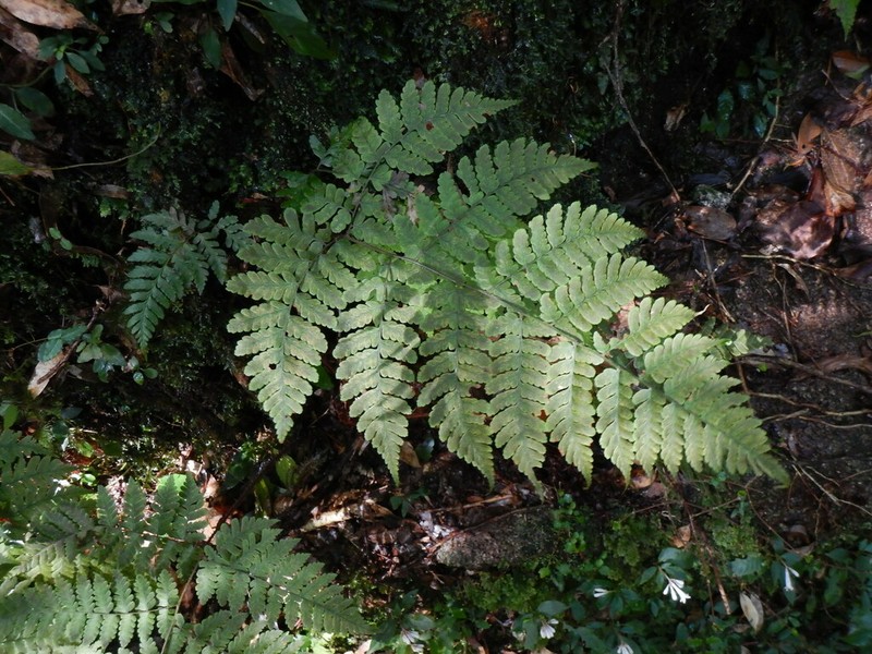Dryopteris shikokiana