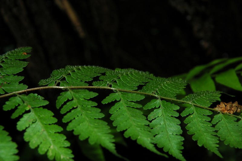 Dryopteris shikokiana photo 3