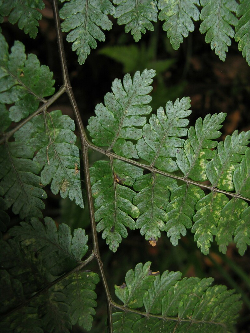 Dryopteris shikokiana photo 4