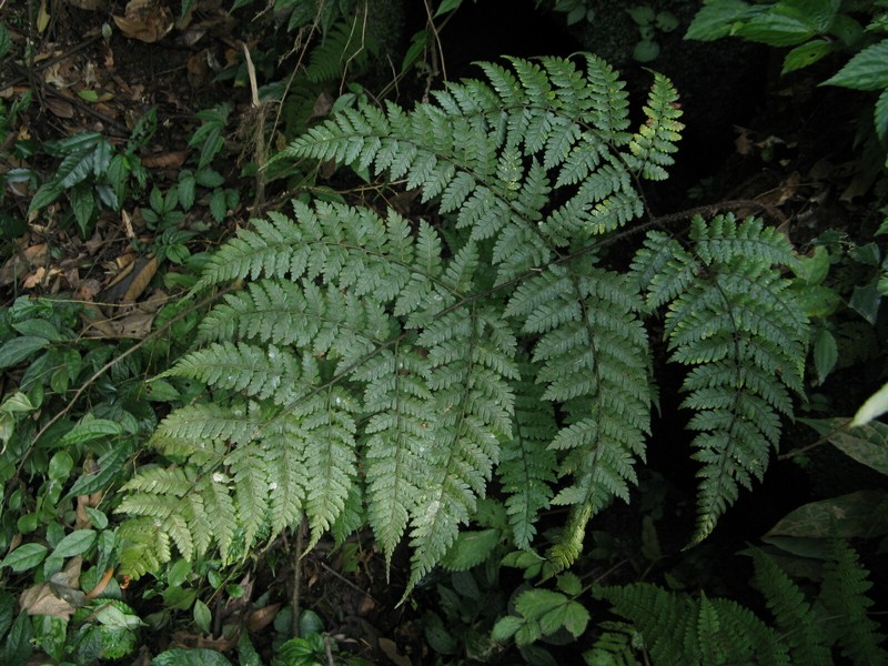 Dryopteris shikokiana photo 5