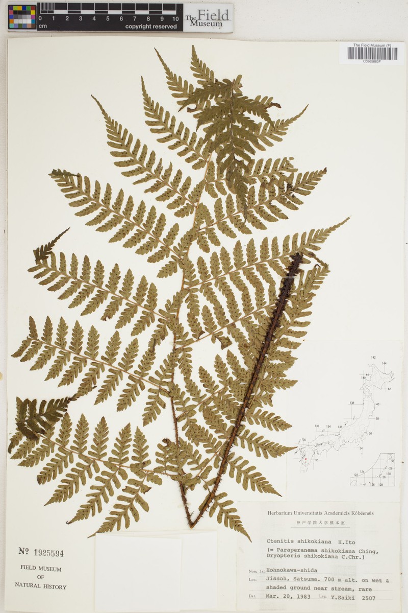 Dryopteris shikokiana photo 6