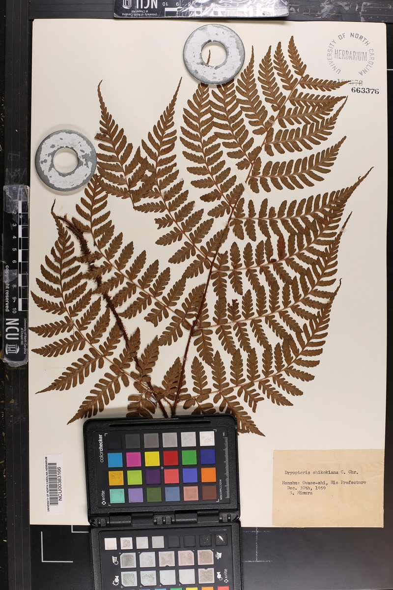 Dryopteris shikokiana photo 7