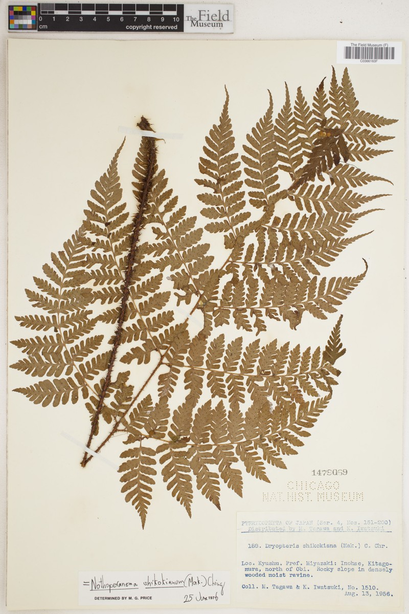Dryopteris shikokiana photo 8
