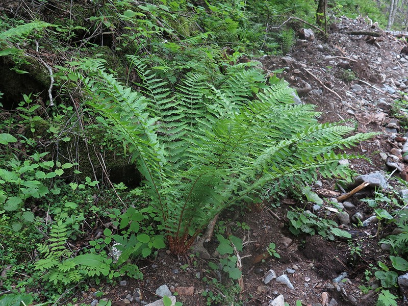 Dryopteris sichotensis