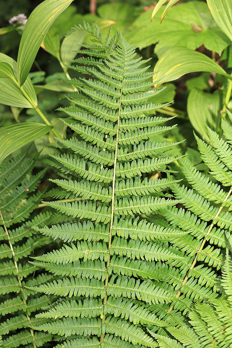 Dryopteris sichotensis photo 2