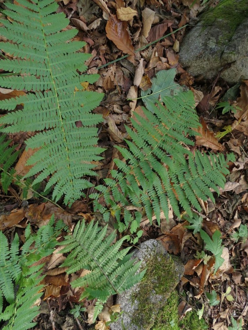 Dryopteris sichotensis photo 3