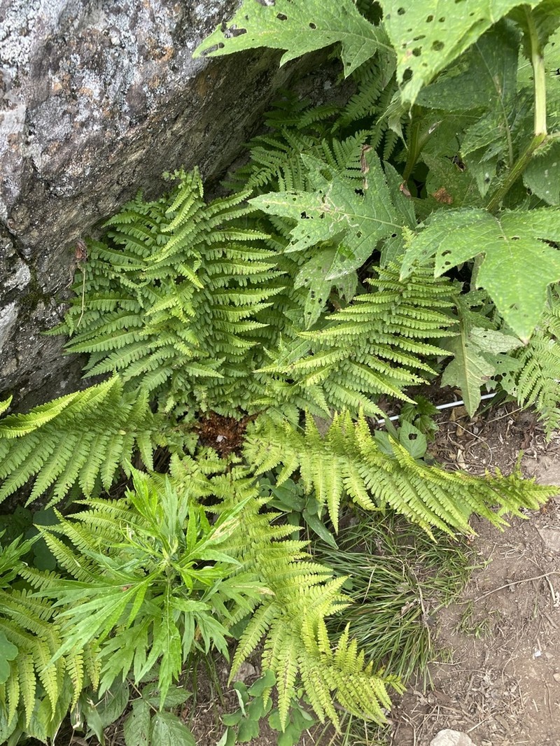 Dryopteris sichotensis photo 4