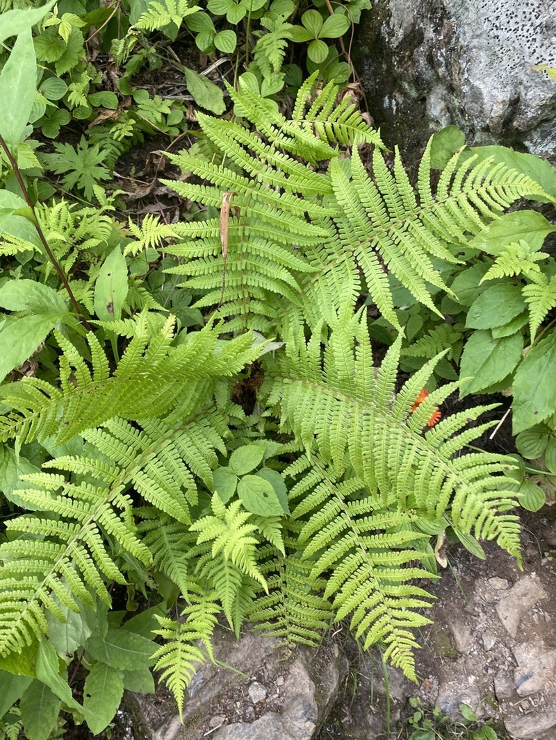 Dryopteris sichotensis photo 5