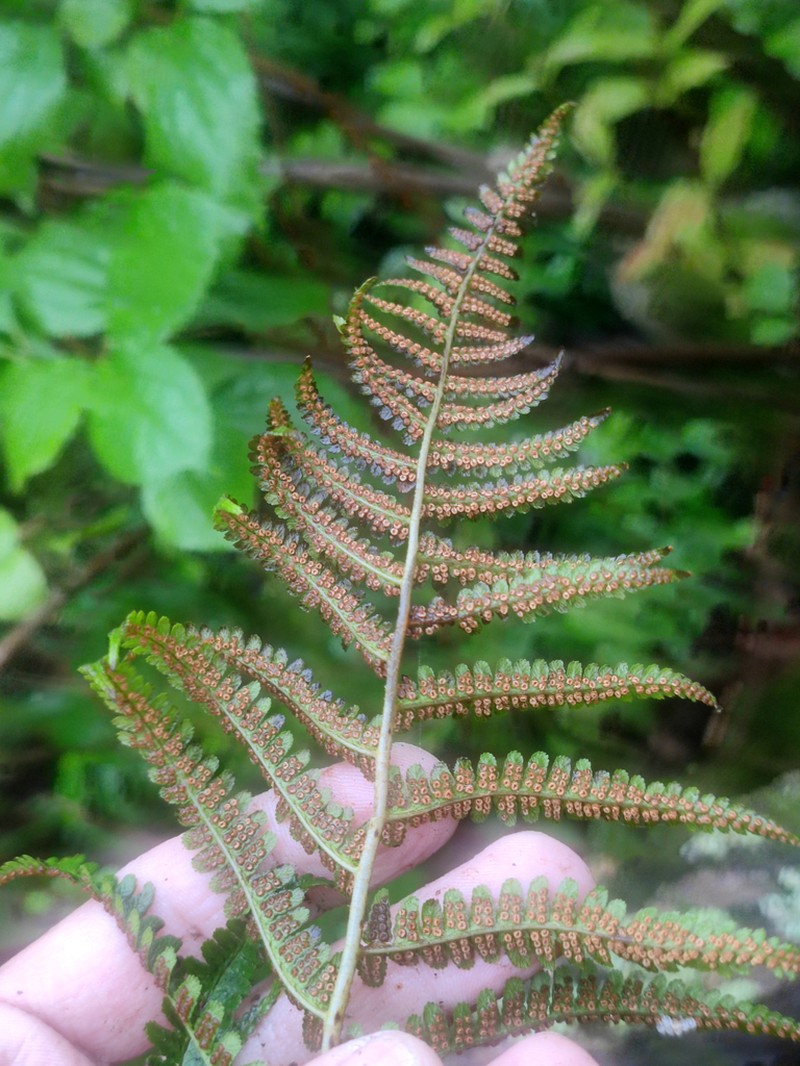 Dryopteris sichotensis photo 6