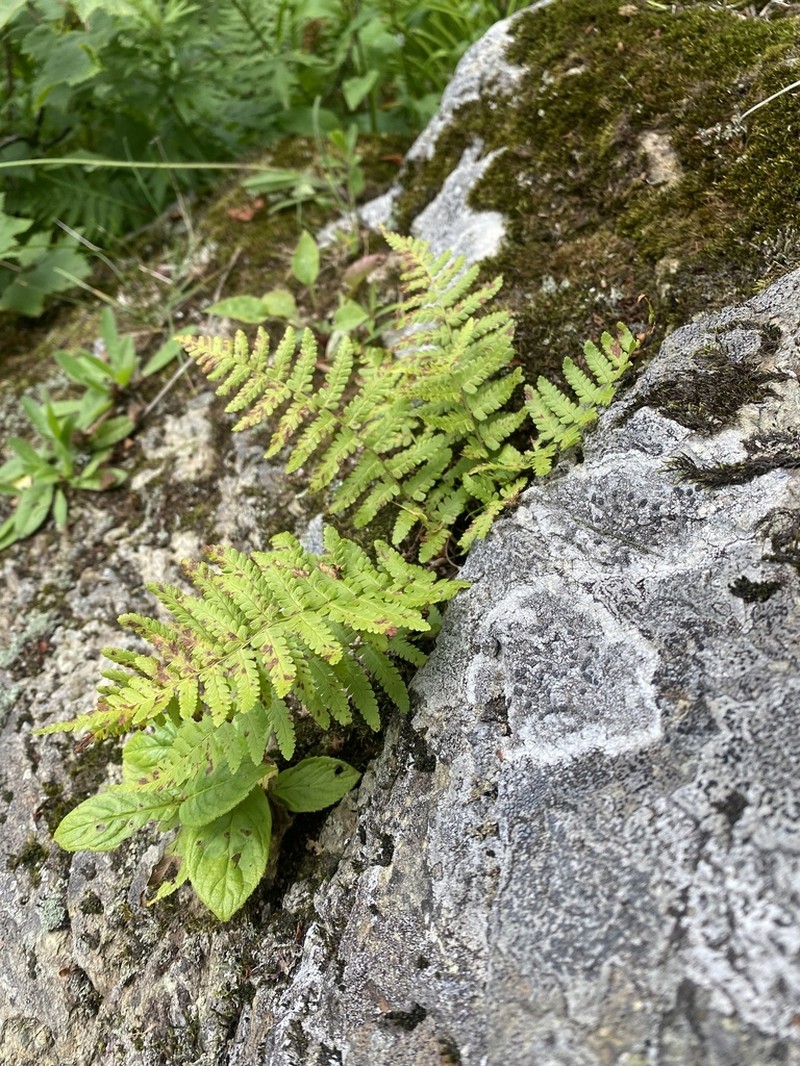 Dryopteris sichotensis photo 7
