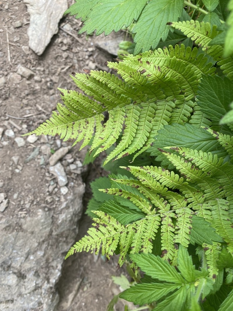 Dryopteris sichotensis photo 8