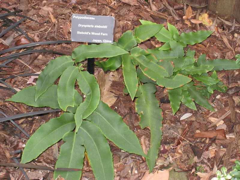 Dryopteris sieboldii