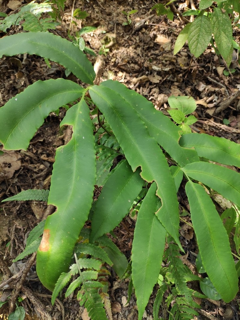 Dryopteris sieboldii photo 2