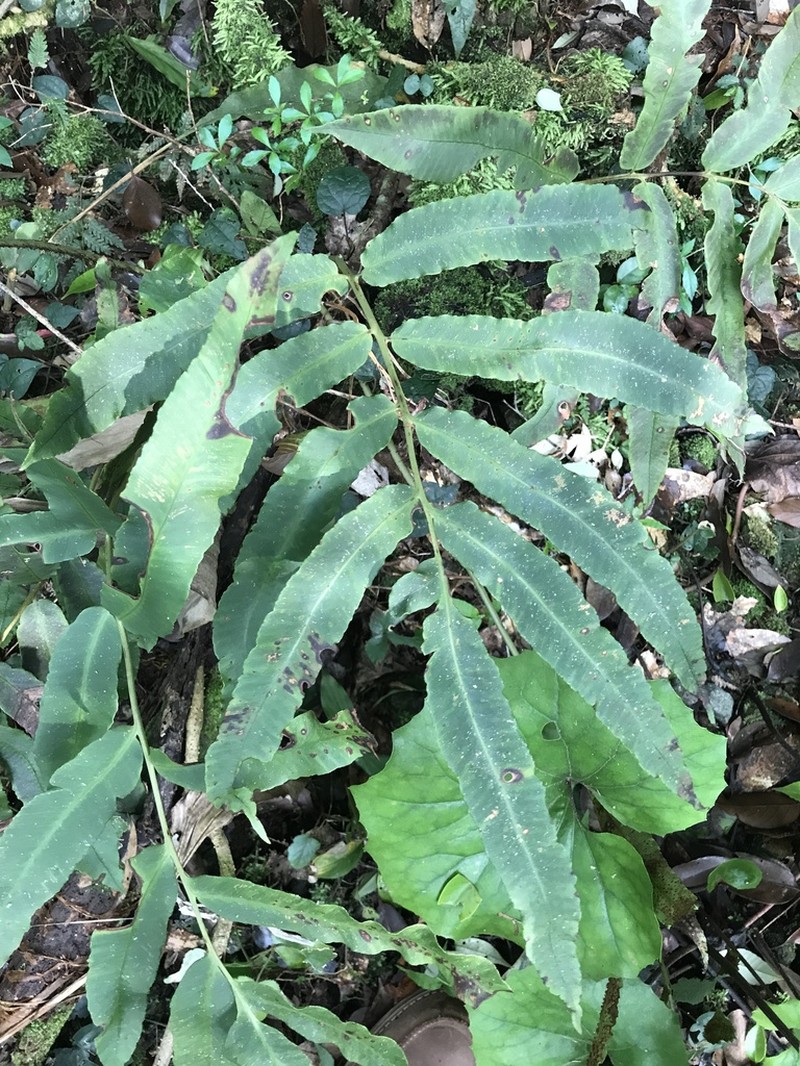 Dryopteris sieboldii photo 3