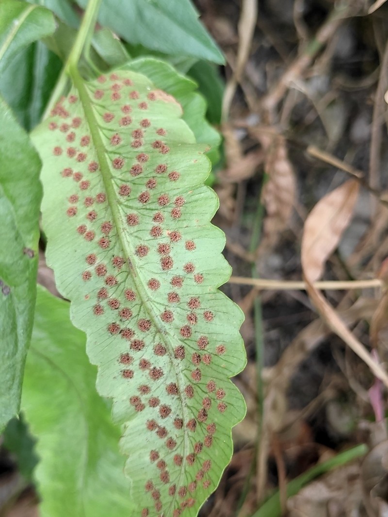 Dryopteris sieboldii photo 4
