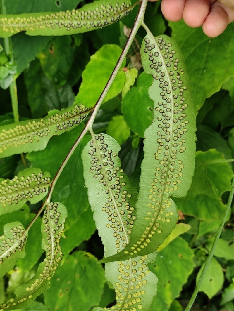 Dryopteris sieboldii photo 5