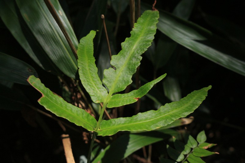 Dryopteris sieboldii photo 6