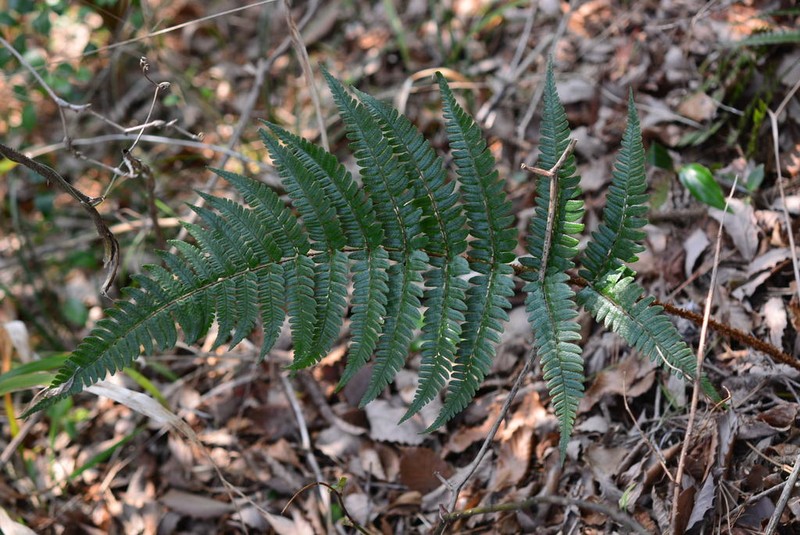Dryopteris simasakii