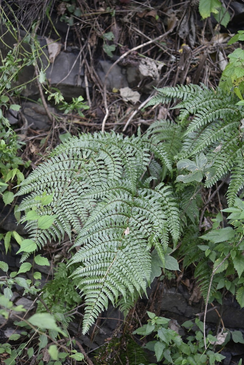 Dryopteris simasakii photo 2