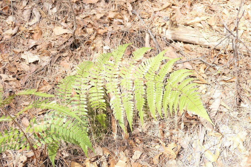Dryopteris simasakii photo 3
