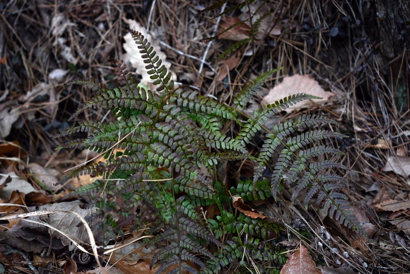 Dryopteris simasakii photo 5